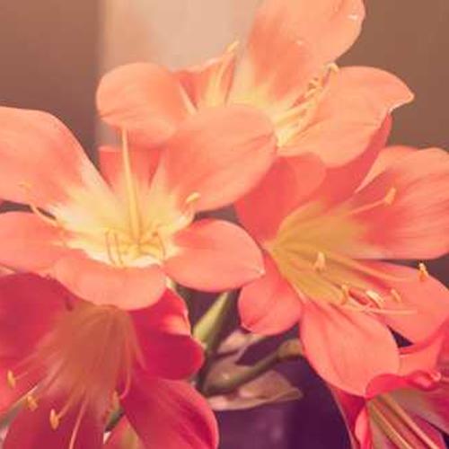 Professional portrait of Dian Agung